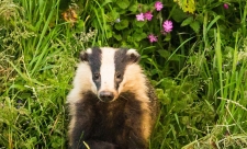 Badger